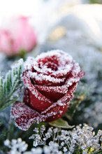 Red Rose Frozen