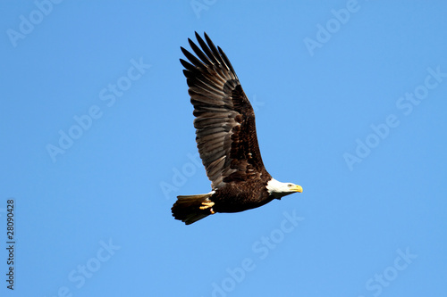 Tapeta ścienna Bielik (haliaeetus leucocephalus)