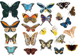 Fototapeta Motyle - twenty two color butterflies