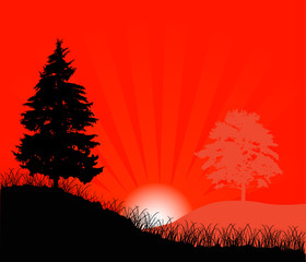Wall Mural - fir at red sunset