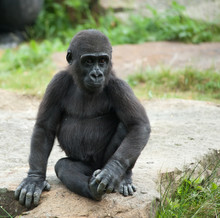 Cute Baby Gorilla