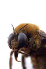 Poster - bumble bee head macro