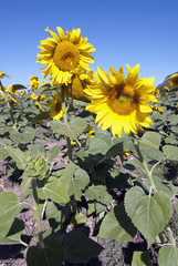 Wall Mural - Sunflowers on a Tuscan Meadow