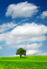 Wall Mural - Tree on green field