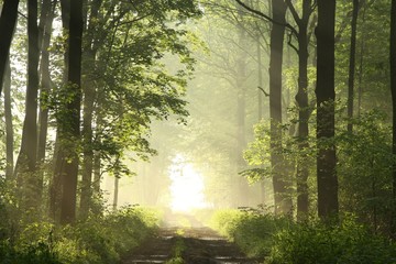 Wall Mural - Dirt road in deciduous forest on a misty spring morning