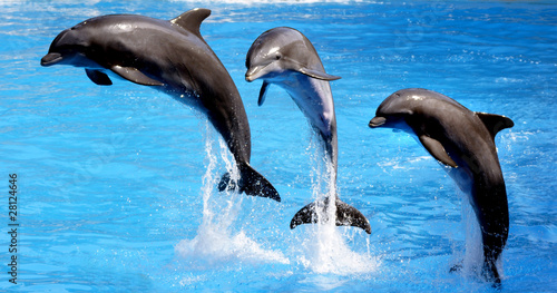 Plakat delfin w akrobacji