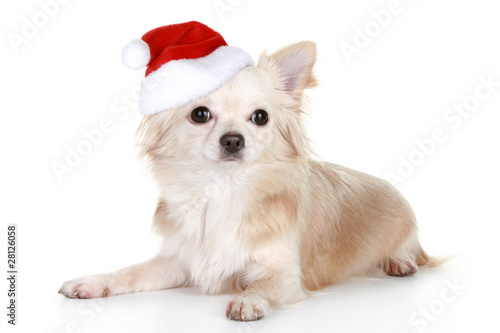 Long Haired Chihuahua Puppy In Christmas Cap Buy This Stock