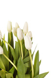 Fototapeta  - beautiful tulips