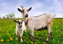 Beautiful Summer Landscape With A Goat And Kid