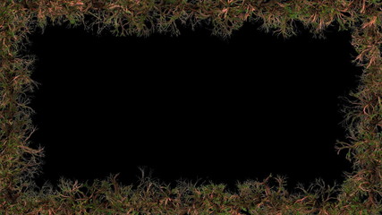 Tree roots frame growth, Alpha included