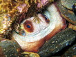 Octopus in a hole underwater in the Mediterranean sea