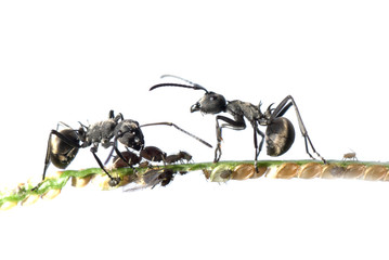 Wall Mural - ant and aphid symbiosis