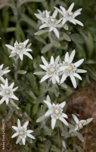 SCARICA VIDEO EDELWEISS