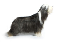 Bearded Collie, 4 Years Old, Of White Background