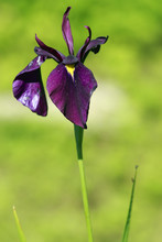 Beautiful Japanese Sword-like Iris Flower