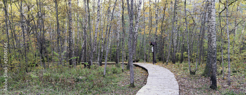 Naklejka samoprzylepna Panorama w lesie
