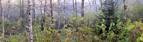 Naklejka samoprzylepna Panorama w lesie