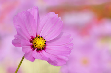 Wall Mural - Fleur rose de cosmos sur fond rose