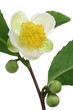 Camellia sinensis 'Benifuki'