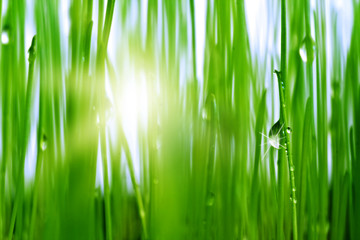 Grass with water drops