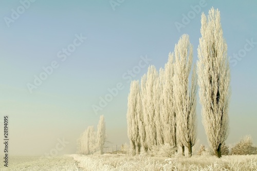 Fototapeta na wymiar Winter trees covered with frost on a cloudless morning