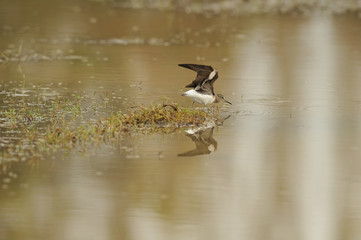 Sandpiper