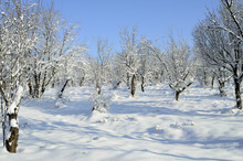 Trees In Winter Season