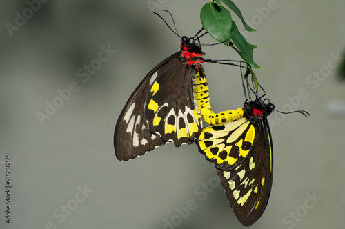 Tapeta ścienna Para krycia cairns motyle birdwing