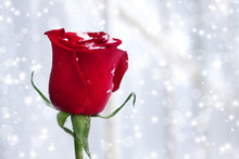Red Rose On A White Background With Snowflakes