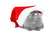 Bunny in the red santa claus hat