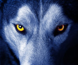 Fototapeta Zwierzęta - beautiful eyes of a wild wolf.