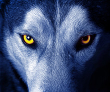 Beautiful Eyes Of A Wild Wolf.