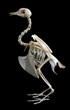 Isolated Rock Pigeon (Columba livia) skeleton