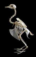 Animal Skeleton Free Stock Photo - Public Domain Pictures