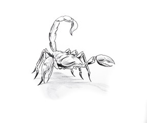Papier Peint - Tattoo art, sketch of a scorpion
