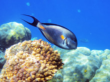 Tropical Fish On The Coral Reef In Red Sea, Egypt