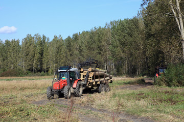 Poster - Lumber industry, transportation of cut wood with tractor