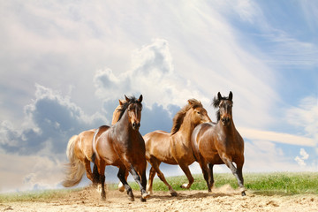 Plakat niebo ranczo koń ruch