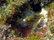 Five-spotted wrasse fish underwater , Mediterranean sea