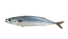 Fresh Mackerel Fish Isolated On The White Background