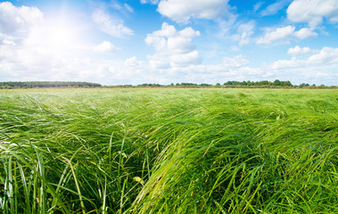 Canvas Print - Green grass field and forest under midday sun on blue sky.