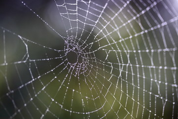 spider web