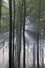 Sticker - Sonnenstrahlen im Wald