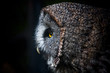 A curious tawny owl