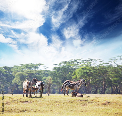 Plakat na papierze fotorealistycznym Zebra