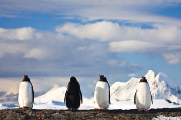 Wall Mural - penguins dreaming