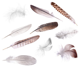 Wall Mural - ten feathers isolated on white