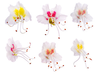 Sticker - set of chestnut flowers isolated on white