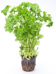 Wall Mural - Bunch of parsley on a white background