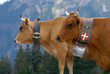 Vaches de race Tarine